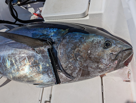 クロマグロキャスティング