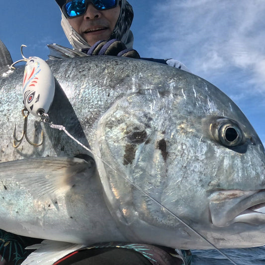 Kotori 160 | コトリ160