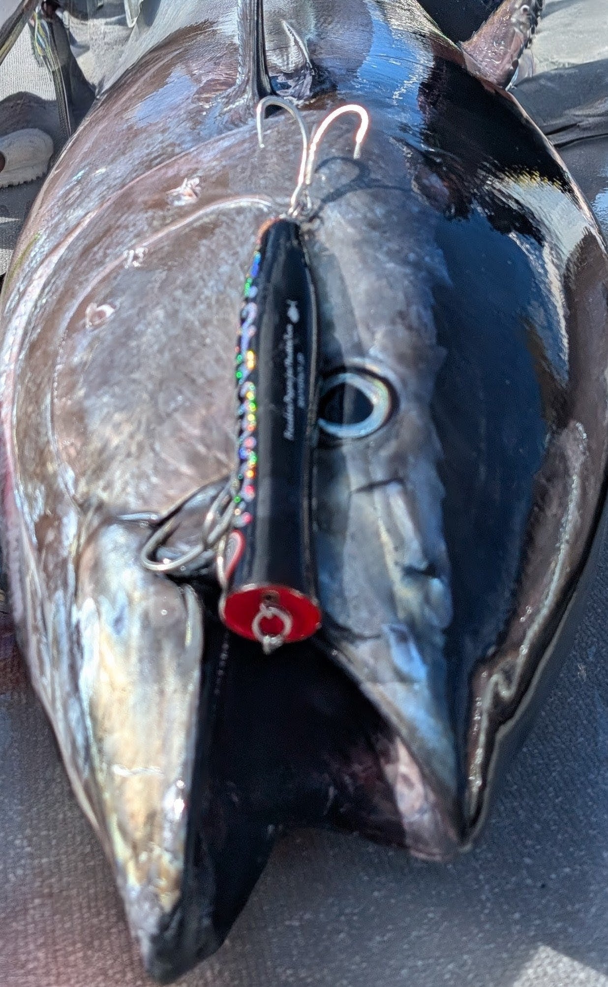 Koinobori Popper for MonsterTna | コイノボリポッパーforモンスターツナ