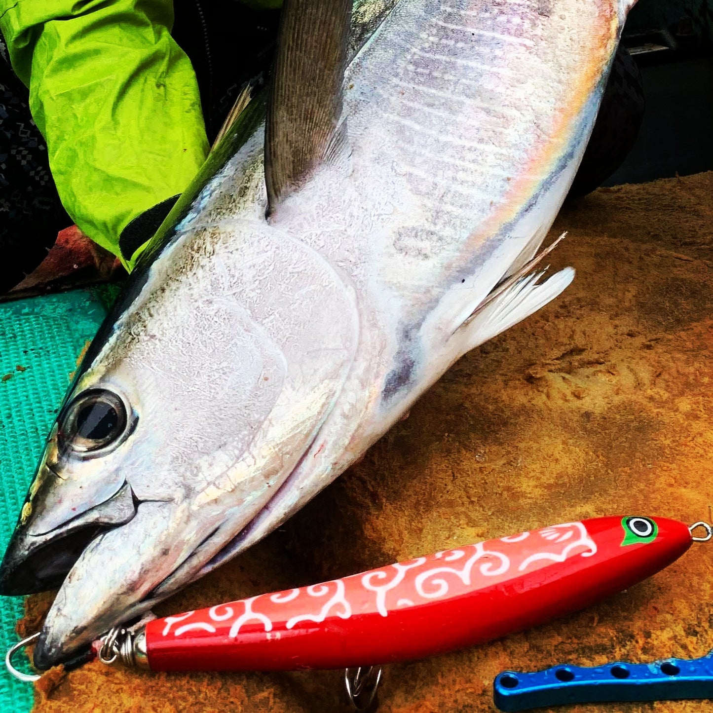 Koinobori 200 | コイノボリ200