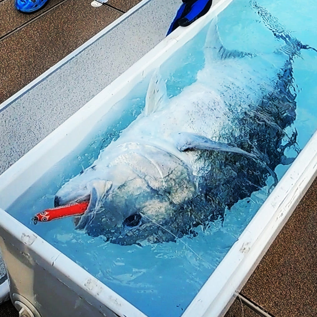 Koinobori 200 | コイノボリ200