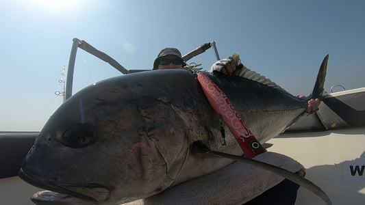 Koinobori Popper230 | コイノボリポッパー230