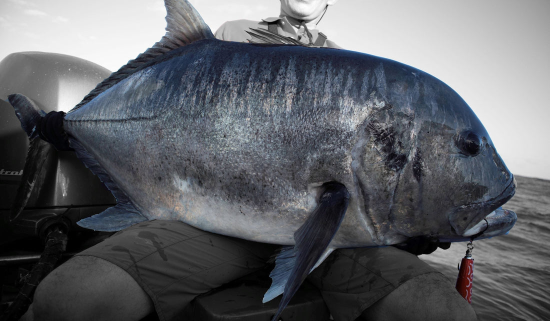 コイノボリ 200｜トモからリーフ