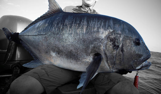 コイノボリ 200｜トモからリーフ