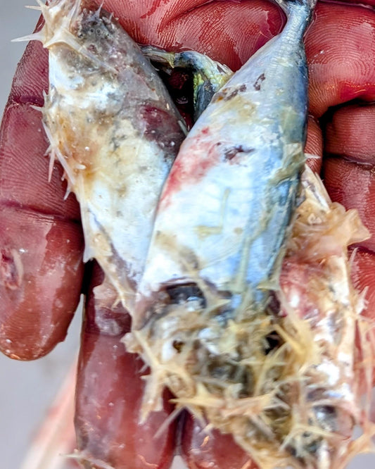 コイノボリポッパー｜あんな魚が？