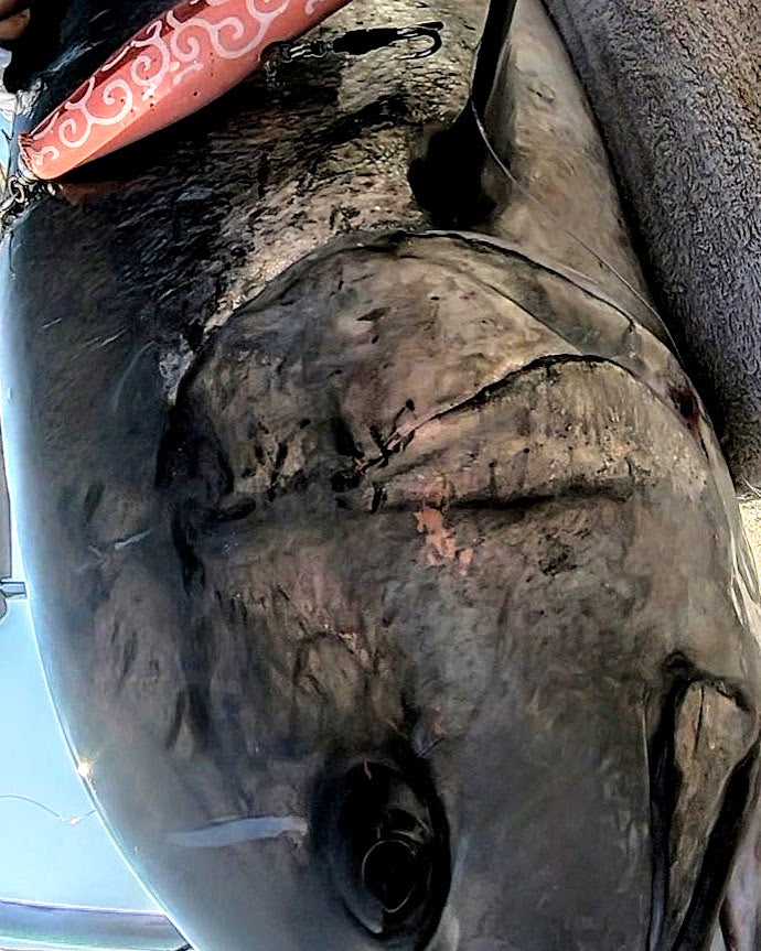 コイノボリポッパー230