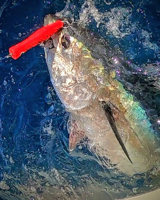 コイノボリポッパー200 – SkyGreyLures