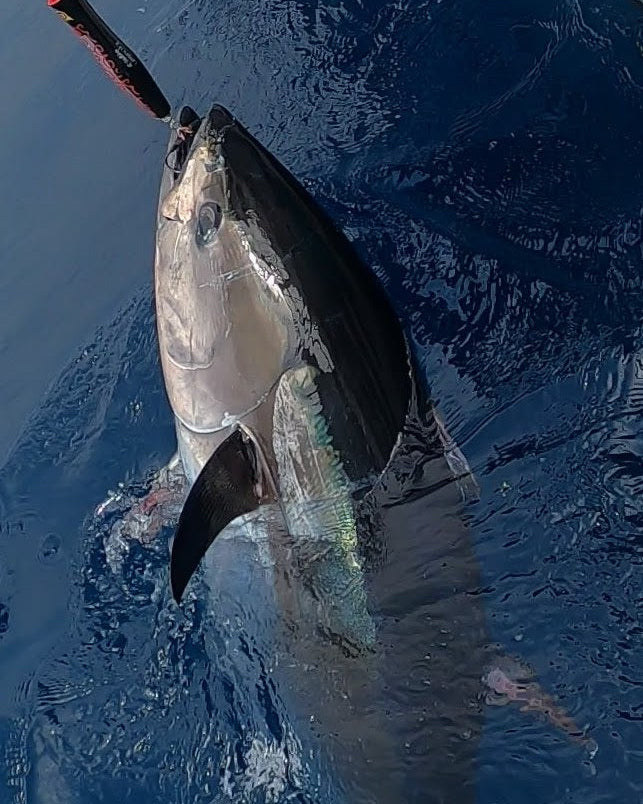 KOINOBORI POPPER 180 – SkyGreyLures