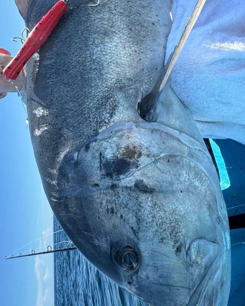 コイノボリポッパー200 – SkyGreyLures