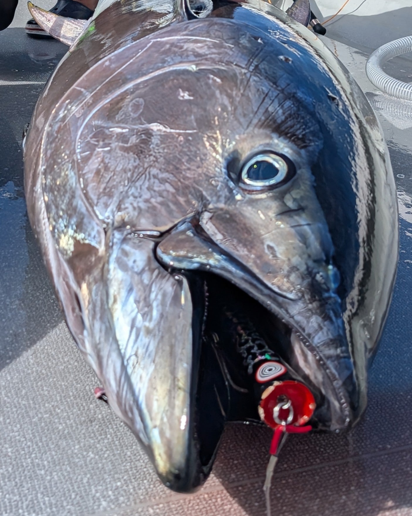 コイノボリポッパー230 モンスターツナ