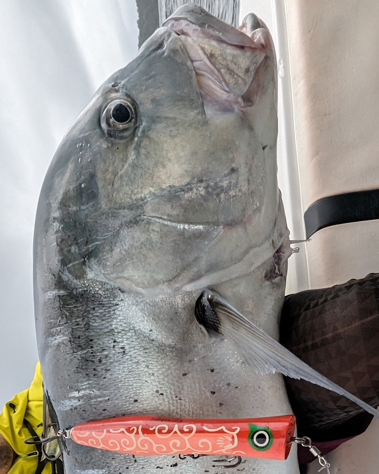 コイノボリポッパー230