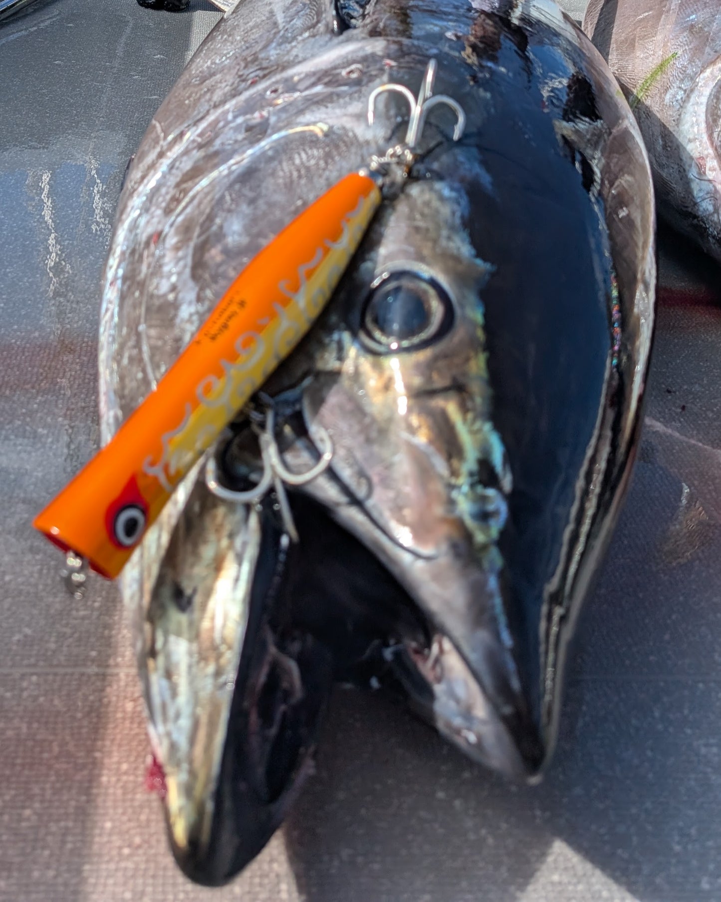 コイノボリポッパー230